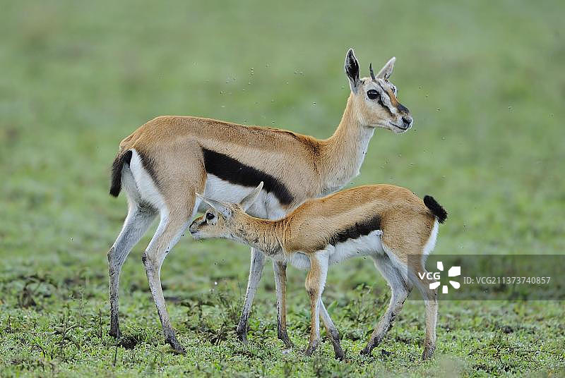 坦桑尼亚塞伦盖蒂平原，汤姆森瞪羚(thomsoni Gazella thomsoni)成年雌性，带着幼仔图片素材