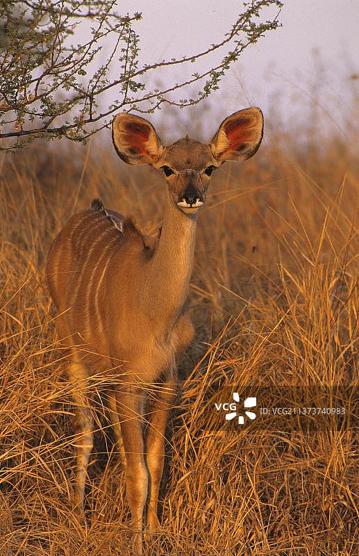 大斑羚(Tragelaphus strepsiceros)年轻的雌性，站在长草，克鲁格N. P.南非图片素材