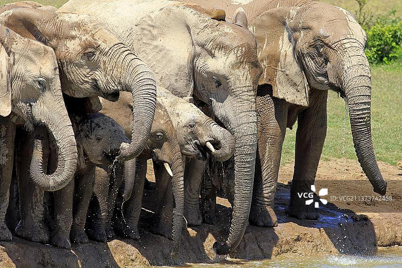 非洲象(Loxodonta africana)，在水坑，阿多大象国家公园，东开普省，南非，非洲图片素材