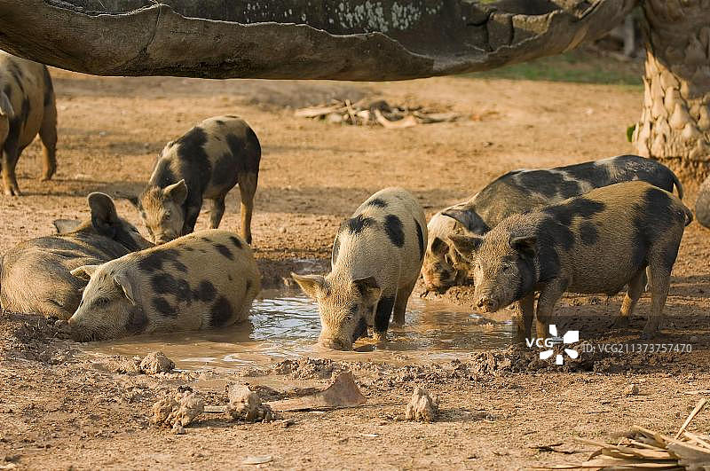 家猪，潘塔纳尔，马托格罗索，巴西，猪，猪，南美图片素材