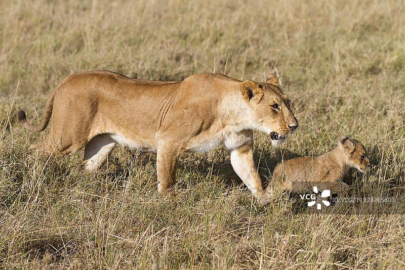 马萨伊狮子(Panthera leo nubica)两只成年雄性，在猎杀中进食，塞伦盖蒂国家公园坦桑尼亚图片素材