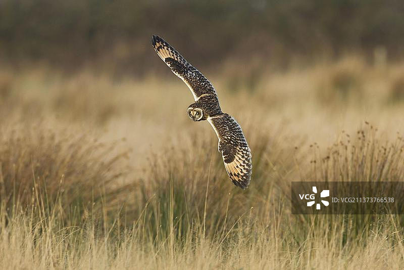 短耳猫头鹰(Asio flammeus)成年，在飞行中，在粗糙的草原上狩猎，起毛藓，菲尔德，兰开夏郡，英格兰，英国，欧洲图片素材