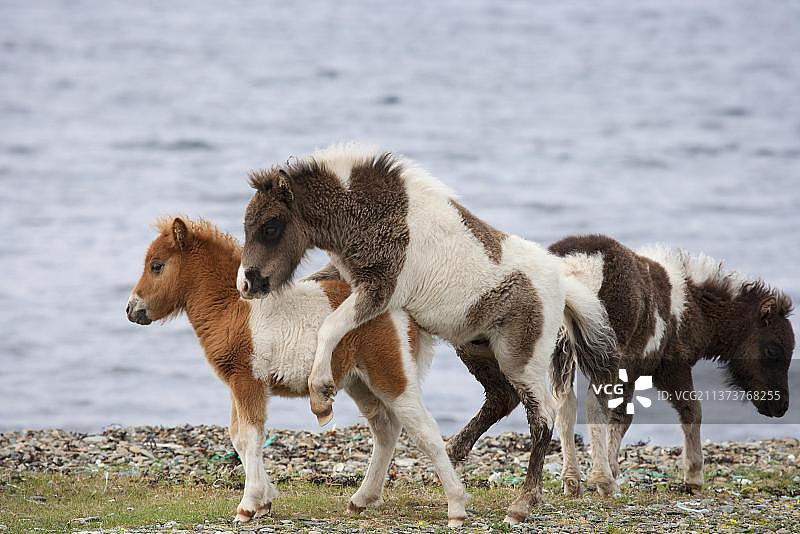 马，设得兰矮种马，三只小马驹，在海滩上玩耍，设得兰群岛，苏格兰，英国，欧洲图片素材