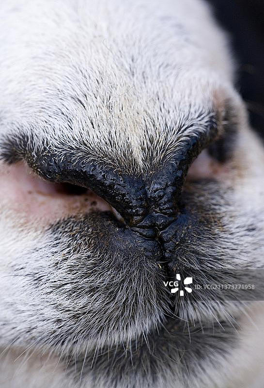 家养绵羊，成年，鼻子附近，英格兰，英国，欧洲图片素材