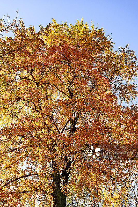 玄武湖秋天的银杏图片素材