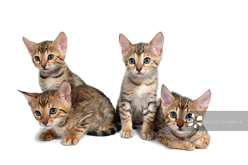四只斑纹纯种小猫坐在白色的背景上图片素材