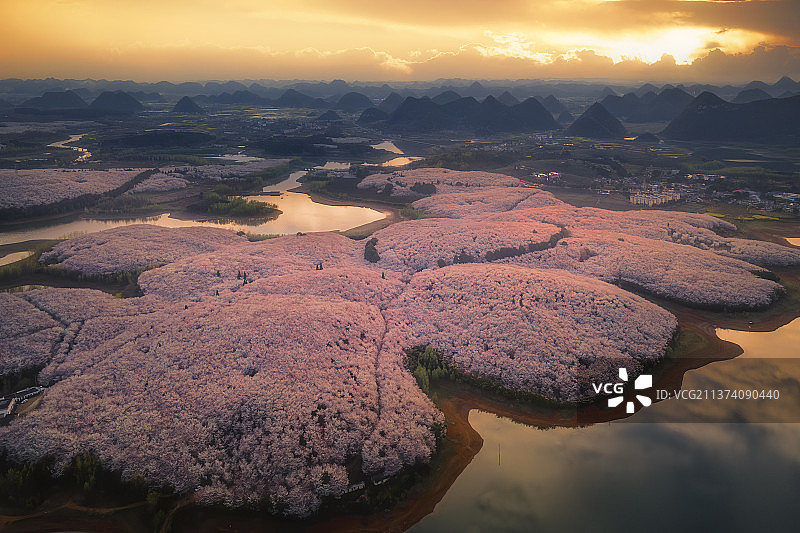 又是一年樱花季图片素材