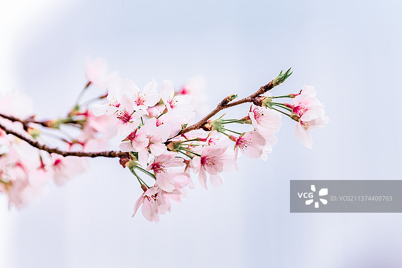 春天白色樱花花卉特写图片素材