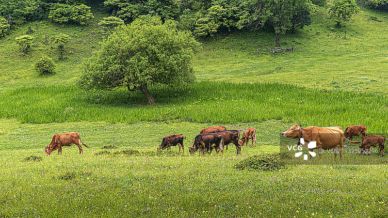 高山草场上一头老牛带着一群小牛吃草图片素材
