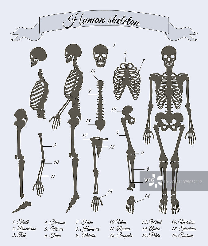 人体骨骼及部位图片素材