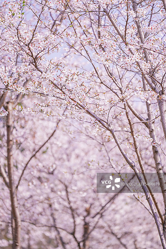 春日樱花季图片素材