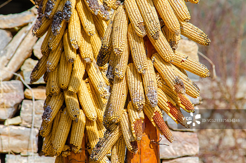 中国乡村风格粮食拍摄主题，铁质框子里装着的金黄色的玉米，柱子上悬挂的玉米，户外无人图像摄影图片素材