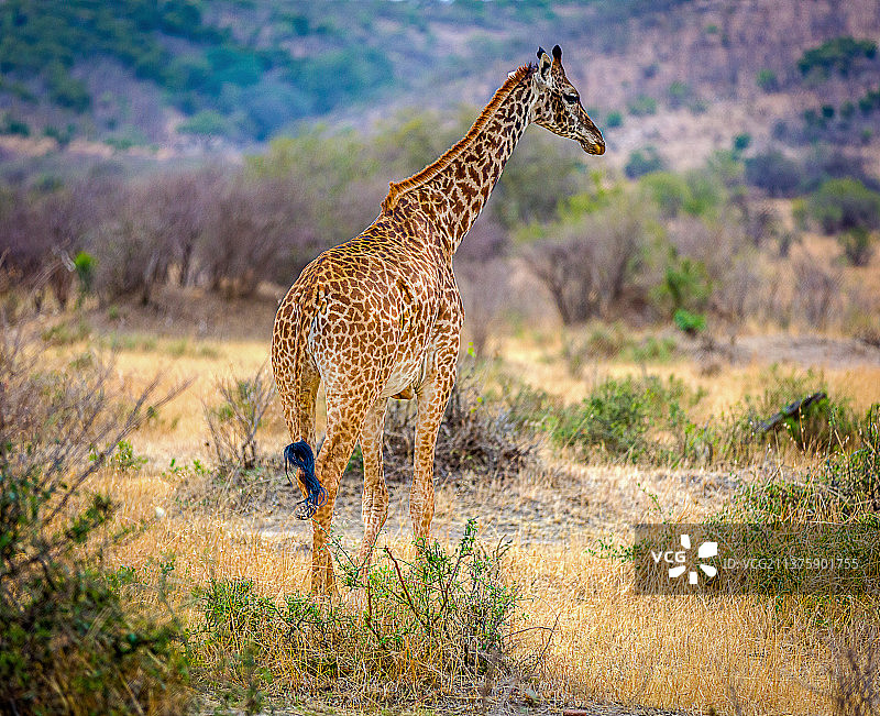 肯尼亚，一只走在田野里的长颈鹿图片素材
