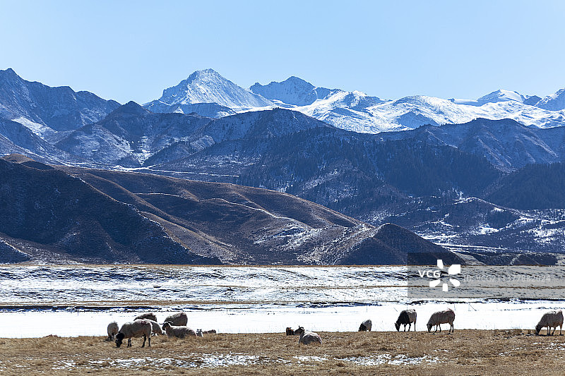 雪后的祁连山冬季牧场图片素材