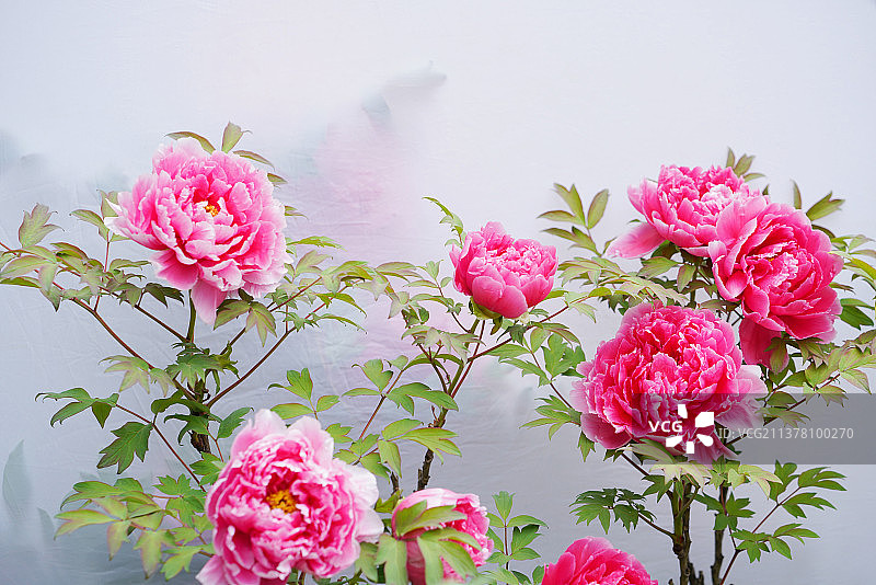 春天牡丹国色天香古都洛阳花团锦簇风景壁纸美图图片素材