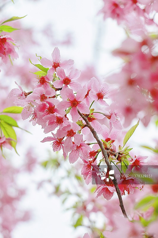 春日桃花朵朵开图片素材