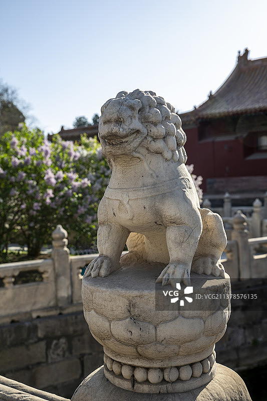 北京故宫丁香花丛中断虹桥上的石狮子图片素材