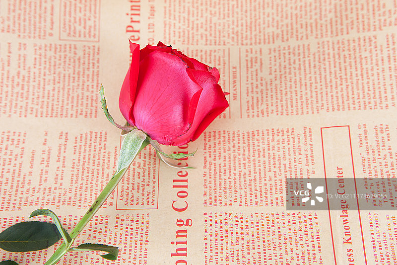 报纸上的玫瑰花图片素材