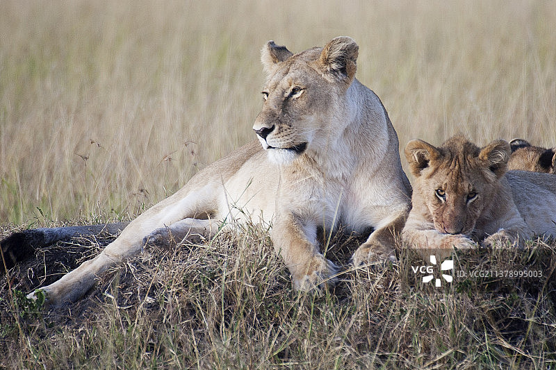 非洲狮雌性休息与幼兽图片素材