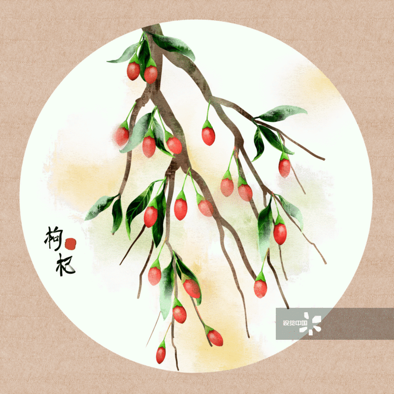 中国风水彩中药植物枸杞子插画-GIF动图图片素材