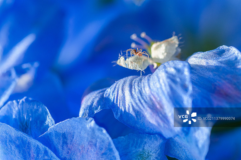 蓝色花朵上的蜘蛛图片素材