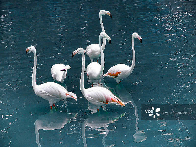 KL鸟类公园的火烈鸟池塘里的六只火烈鸟图片素材