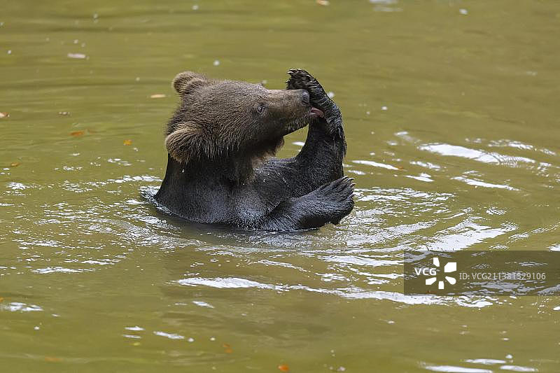 欧洲棕熊(大熊)，幼仔在池塘游泳，俘虏图片素材