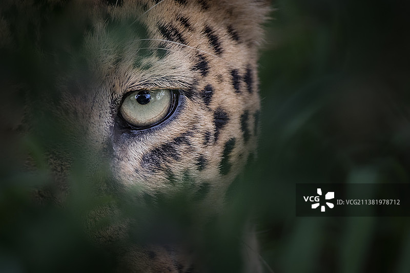 伦多洛兹野生动物保护区，南非，一只豹的眼睛，Panthera pardus，透过绿色，自然的框架图片素材