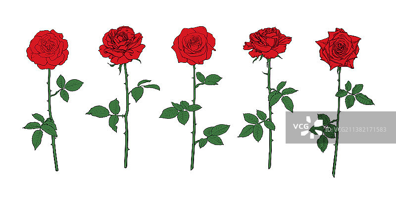 红玫瑰花与叶和茎手套图片素材