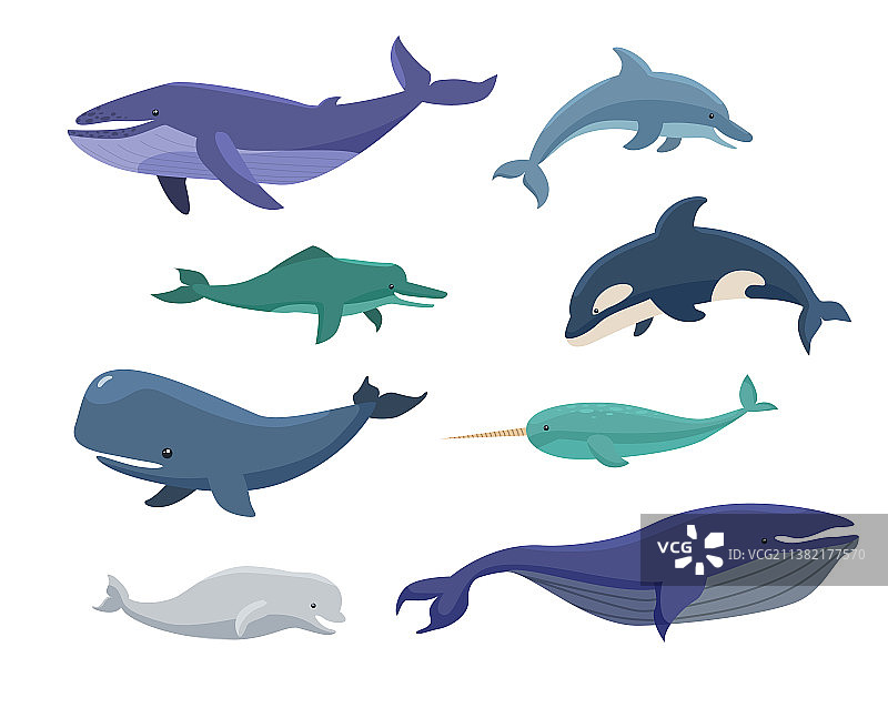 鲸鱼，弓头鲸，独角鲸，逆戟鲸卡通套装图片素材