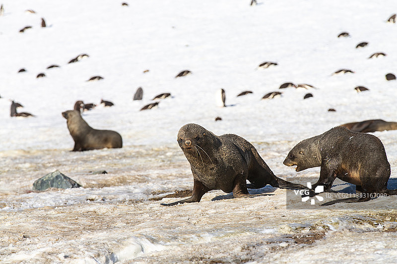 南极冰川上的海狮与海豹图片素材