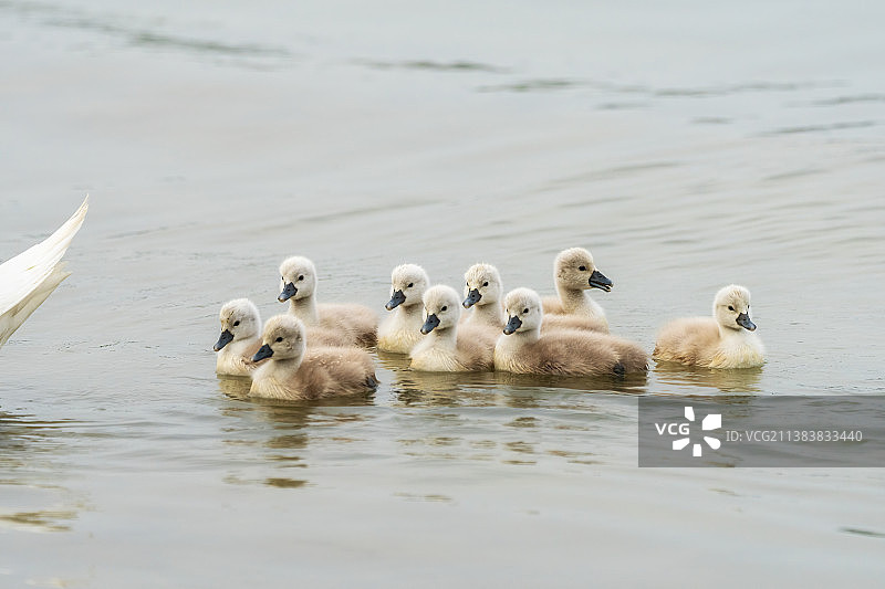 河南省郑州北龙湖湿地公园刚孵化的疣鼻天鹅宝宝春季户外风光图片素材