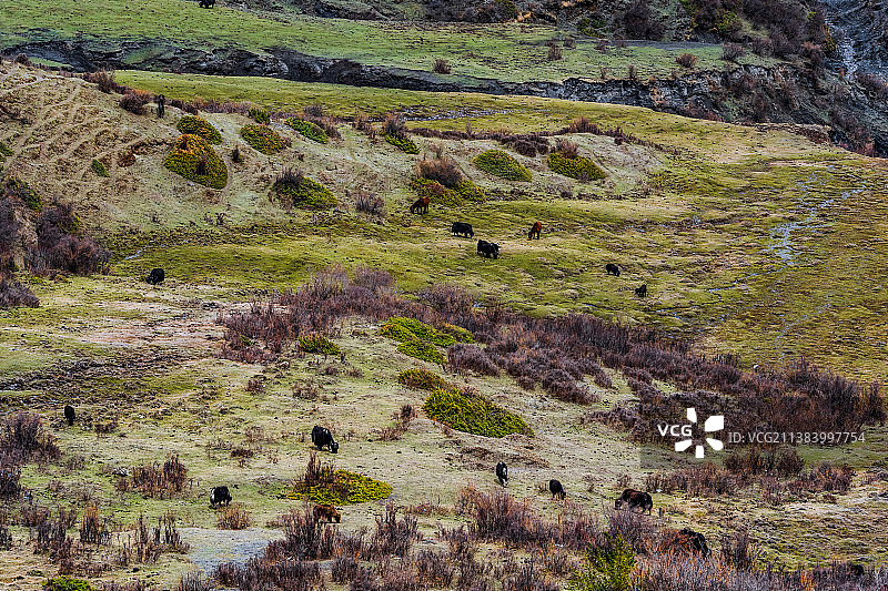 高原草甸牦牛牧区风光图片素材