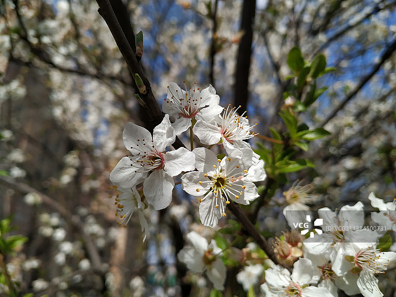 塞尔维亚春天白色樱花的特写图片素材