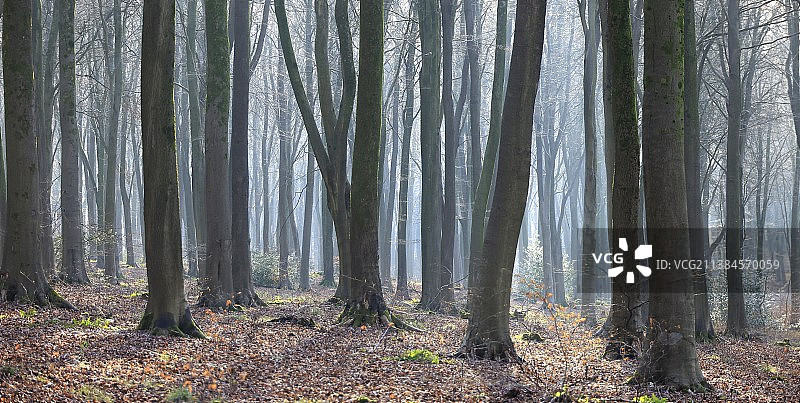 隔壁的森林，秋天森林中的树木，西森林，马尔伯勒，英国，英国图片素材