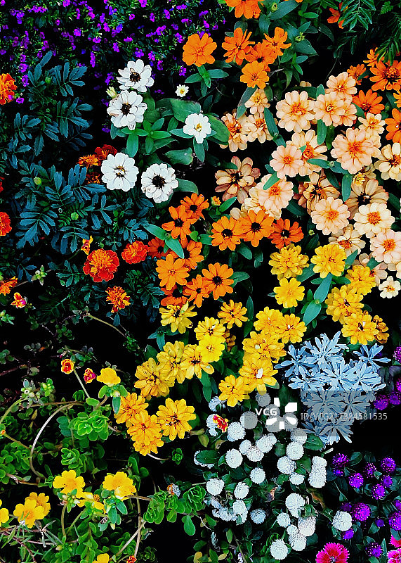 开花植物的全帧镜头图片素材