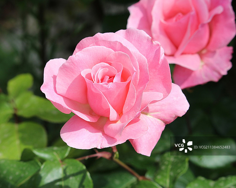精致的粉红色，粉红色玫瑰特写图片素材