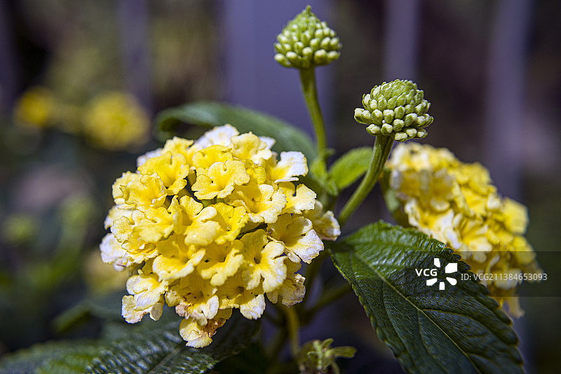 黄色的花，黄色开花植物的特写图片素材