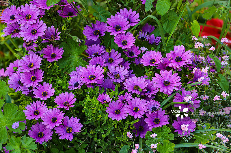 紫色开花植物的高角度视图图片素材