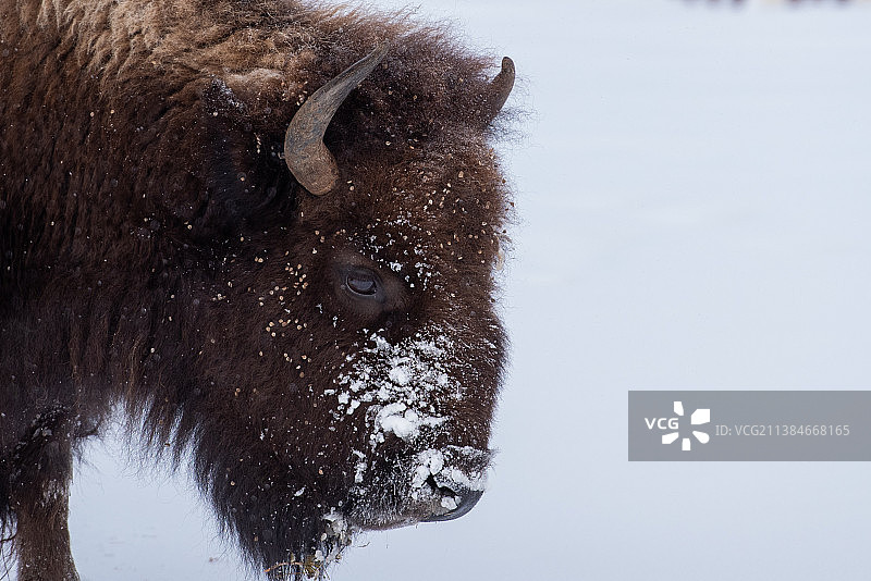 野生动物在风景优美的风景中行走野牛在白雪覆盖的景观，黄石国家公园，美国图片素材