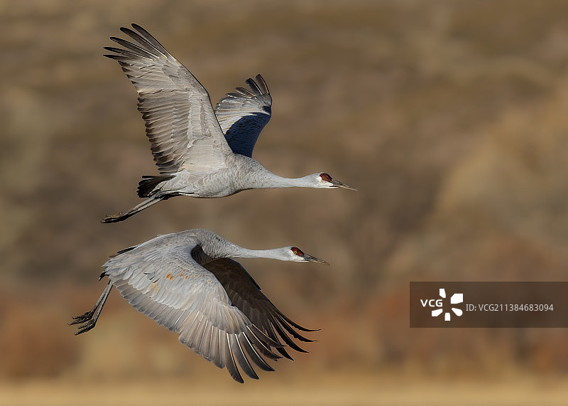 两只沙丘鹤在湖边的风景中飞翔图片素材