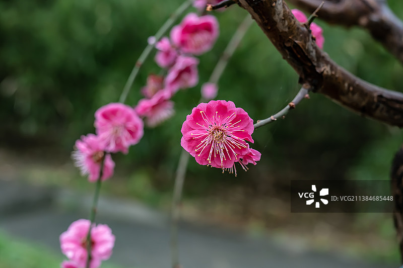 春天盛开的山桃花图片素材