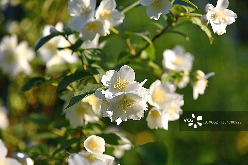 白色樱花的特写图片素材
