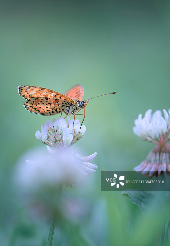 意大利托斯卡纳，蝴蝶在花上授粉的特写图片素材