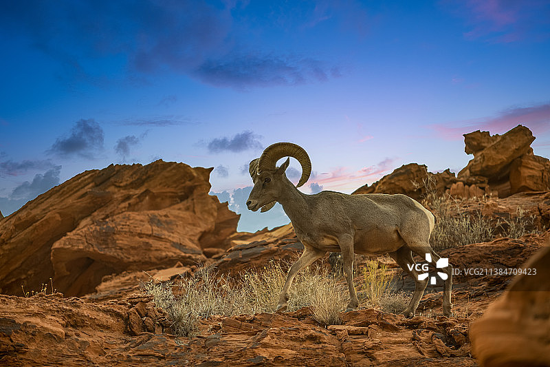大角羊摆姿势，山羊羔站在岩石上反对天空在日落，内华达州，美国，美国的侧面视图图片素材