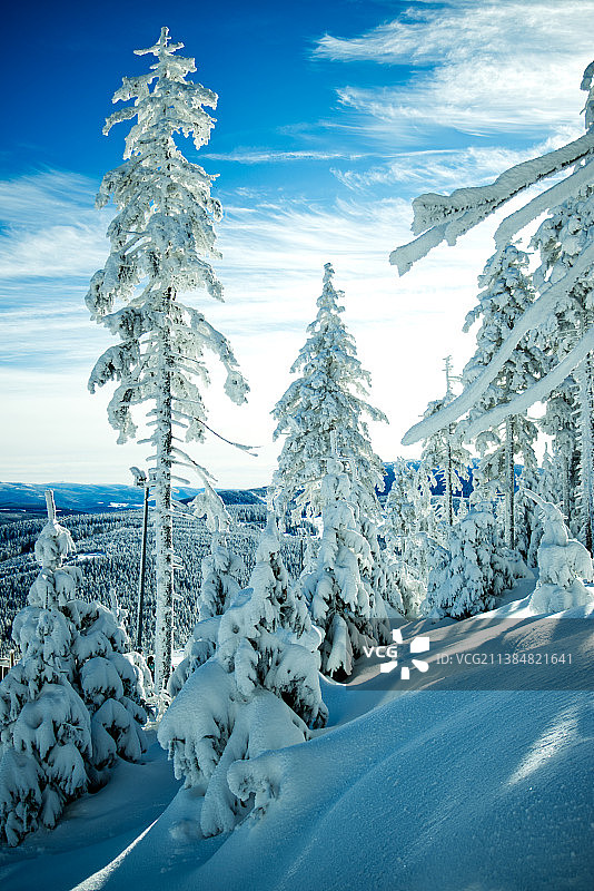 冬季景观，树木在积雪覆盖的景观对天空图片素材