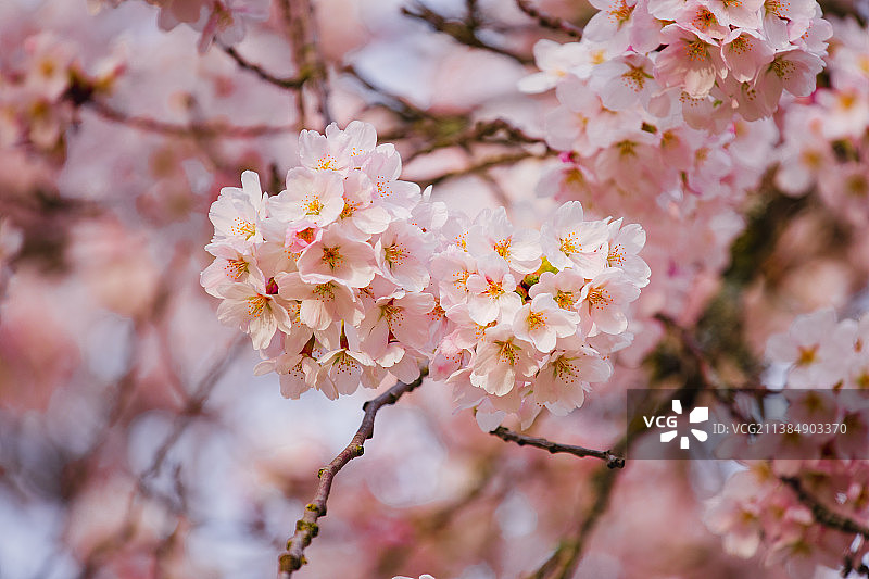 华盛顿大学的樱花，春天樱花的特写图片素材