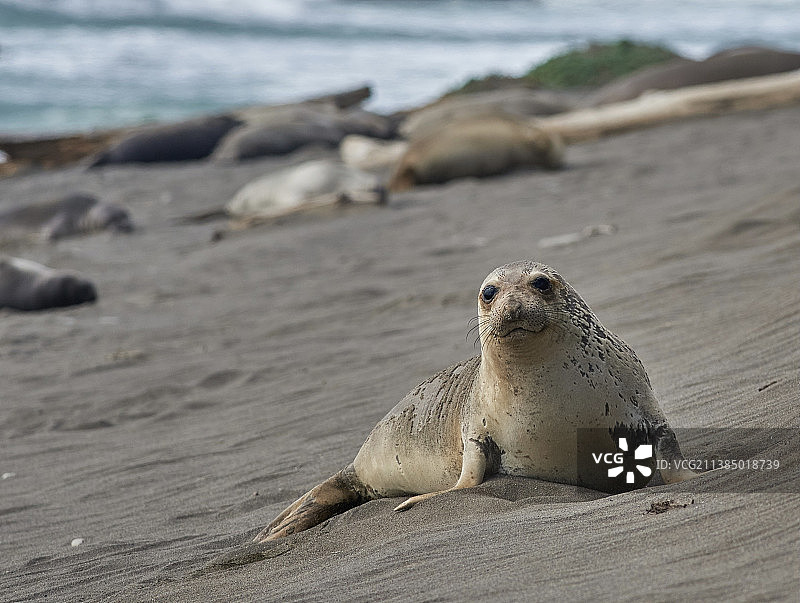 海狮，海豹在海滩上的特写图片素材