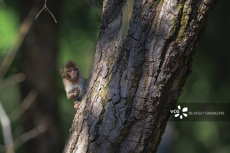 好奇的眼睛，树干上的松鼠特写，班德哈瓦加老虎保护区，印度图片素材