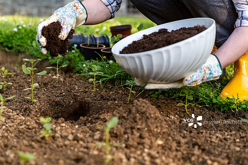 斯洛伐克，一名妇女用堆肥改良花园土壤，用于种植图片素材